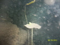   cenote sinkholecollapsed water cave this picture hours drive Progreso Yucatan Mexico. frightened minnow left plant are dark recesses underwater explored date 600 yards in. (sinkhole/collapsed (sinkholecollapsed (sinkhole collapsed Mexico in  